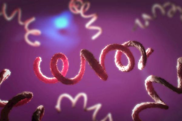 Penyakit Menular Seksual yang Disebabkan oleh Bakteri