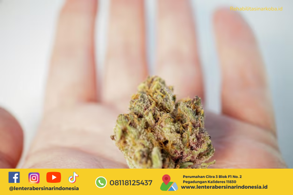 Cara Menghilangkan Efek Ganja
