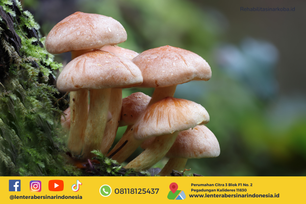 Efek Magic Mushroom Dampak dan Bahaya yang Perlu Diketahui